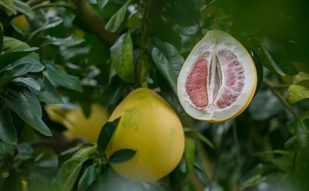 <a href=demo2.html target=_blank class=infotextkey>加博士</a>提醒大(dà)家(jiā)：柚子(zǐ)不(bù)可(kě)與它一(yī)起吃(chī)！