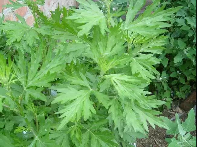 秋冬艾灸正當時(shí)