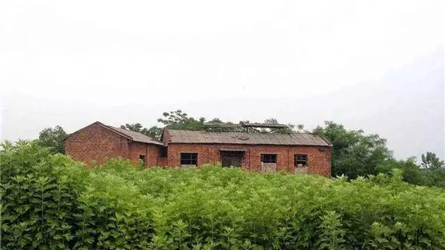 走進李時(shí)珍故裡(lǐ)：九尖貢艾，不(bù)一(yī)般的(de)&ldquo;艾&rdquo;